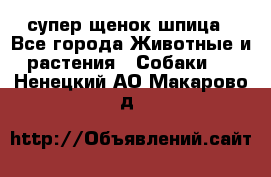 супер щенок шпица - Все города Животные и растения » Собаки   . Ненецкий АО,Макарово д.